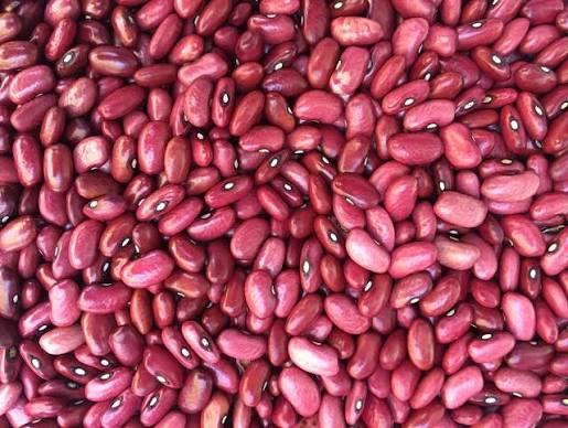 Red kidney beans, glossy close-up of whole dried beans