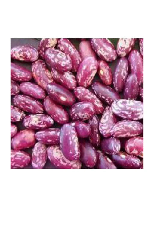 Purple speckled dried beans, whole