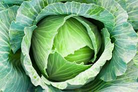 Fresh green cabbage head with layered leaves