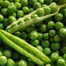 Green cowpea pods with peas, fresh produce for cooking or snacking