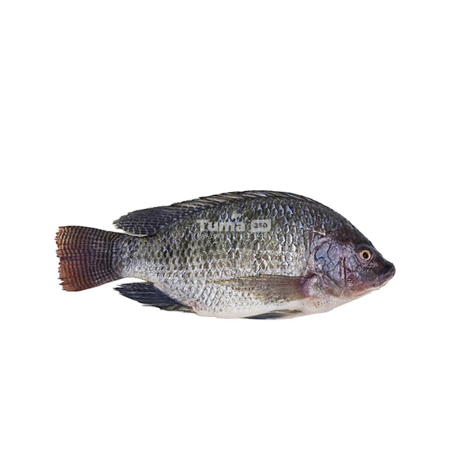 Small tilapia fish, silver-gray body with dark dorsal and tail fins