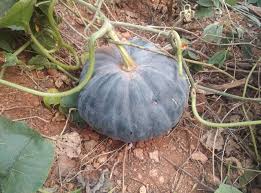 Large blue-gray pumpkin on the ground