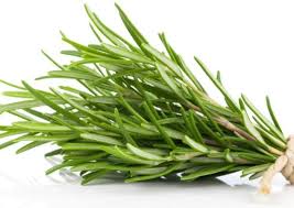 Fresh rosemary sprigs with needle-like green leaves and light stems