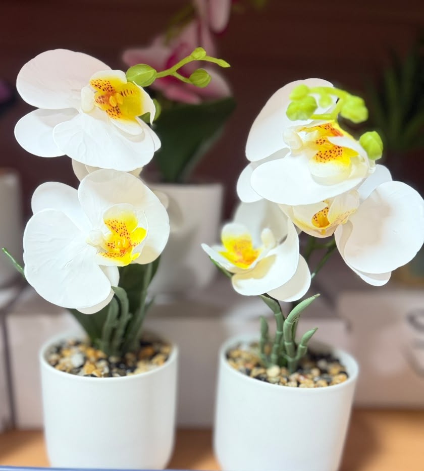 White orchid flower arrangement in white ceramic pot, yellow centers