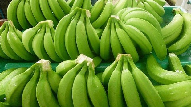 Green bananas, tightly clustered bunches; fresh fruit display for 1 kg pack