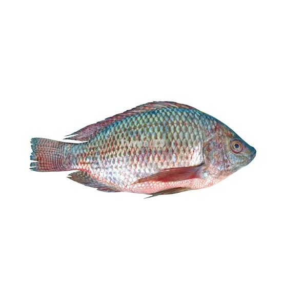 Whole tilapia fish with iridescent blue scales and pinkish belly