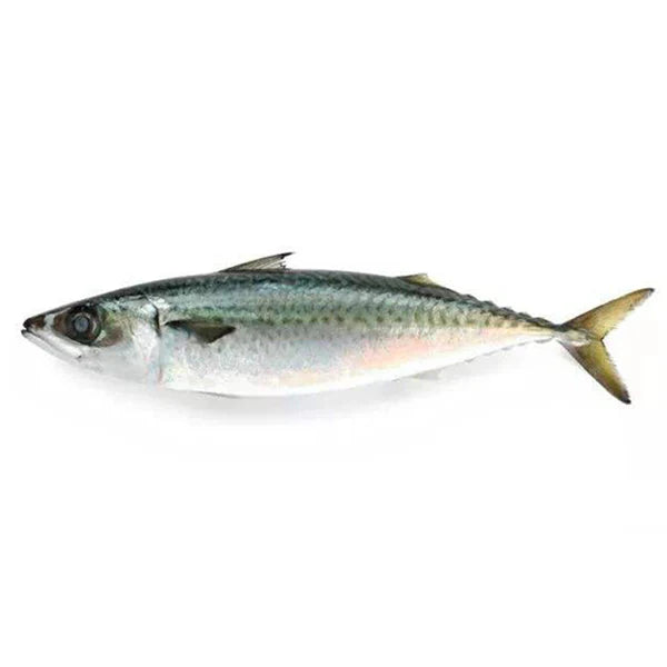 Fresh whole fish with silvery belly and greenish-blue back, tail fin intact